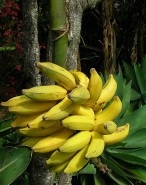 Fotografia 13 da espécie Musa x paradisiaca no Jardim Botânico UTAD