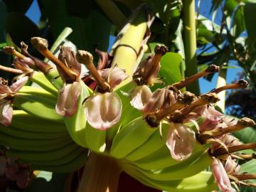 Fotografia da espécie Musa x paradisiaca