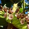 Fotografia 14 da espécie Musa x paradisiaca do Jardim Botânico UTAD