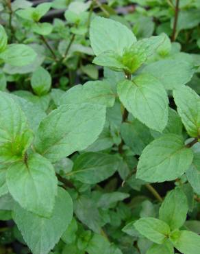 Fotografia 4 da espécie Mentha x piperita no Jardim Botânico UTAD