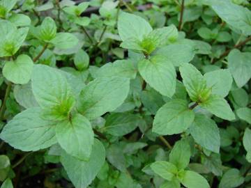 Fotografia da espécie Mentha x piperita