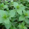 Fotografia 4 da espécie Mentha x piperita do Jardim Botânico UTAD