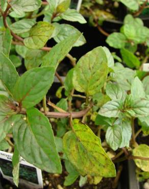 Fotografia 5 da espécie Mentha x piperita no Jardim Botânico UTAD