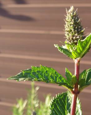 Fotografia 6 da espécie Mentha x piperita no Jardim Botânico UTAD