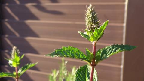 Fotografia da espécie Mentha x piperita