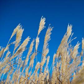 Fotografia da espécie Phragmites australis