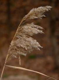 Fotografia da espécie Phragmites australis