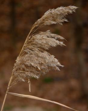 Fotografia 5 da espécie Phragmites australis no Jardim Botânico UTAD