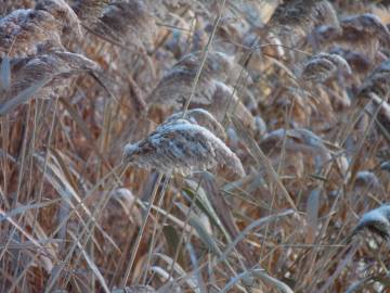 Fotografia da espécie Phragmites australis