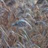 Fotografia 6 da espécie Phragmites australis do Jardim Botânico UTAD