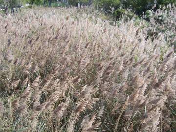 Fotografia da espécie Phragmites australis