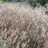 Fotografia 7 da espécie Phragmites australis do Jardim Botânico UTAD