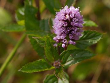 Fotografia da espécie Mentha x piperita