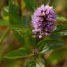 Fotografia 7 da espécie Mentha x piperita do Jardim Botânico UTAD