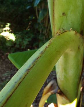 Fotografia 17 da espécie Musa x paradisiaca no Jardim Botânico UTAD