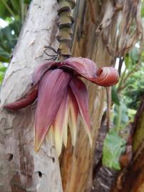 Fotografia da espécie Musa x paradisiaca