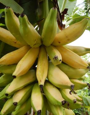 Fotografia 1 da espécie Musa x paradisiaca no Jardim Botânico UTAD