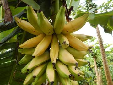 Fotografia da espécie Musa x paradisiaca