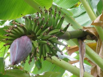 Fotografia da espécie Musa x paradisiaca