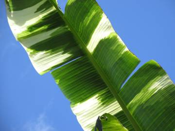 Fotografia da espécie Musa x paradisiaca