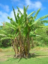 Fotografia da espécie Musa x paradisiaca