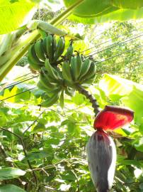 Fotografia da espécie Musa x paradisiaca