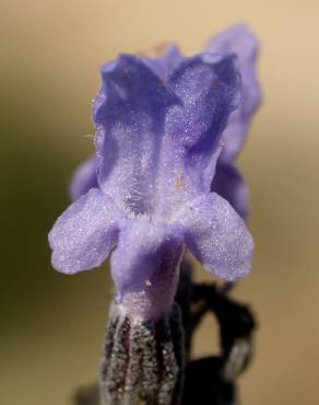 Fotografia 6 da espécie Lavandula latifolia no Jardim Botânico UTAD