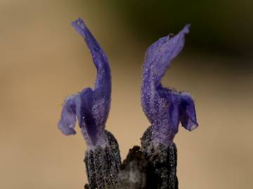 Fotografia da espécie Lavandula latifolia