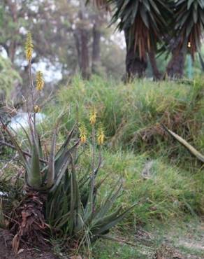 Fotografia 5 da espécie Agave americana subesp. americana no Jardim Botânico UTAD