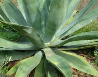 Fotografia da espécie Agave americana subesp. americana