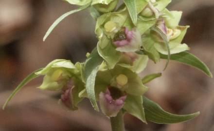 Fotografia da espécie Epipactis duriensis