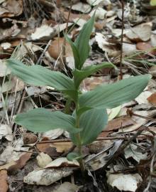 Fotografia da espécie Epipactis duriensis