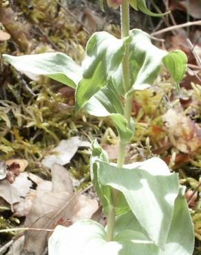 Fotografia 4 da espécie Epipactis duriensis no Jardim Botânico UTAD