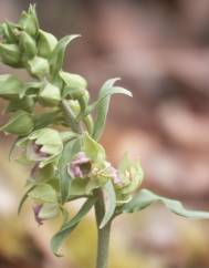 Epipactis duriensis