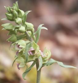 Fotografia da espécie Epipactis duriensis