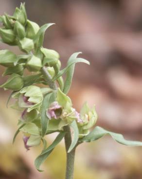 Fotografia 1 da espécie Epipactis duriensis no Jardim Botânico UTAD