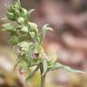 Fotografia 1 da espécie Epipactis duriensis do Jardim Botânico UTAD