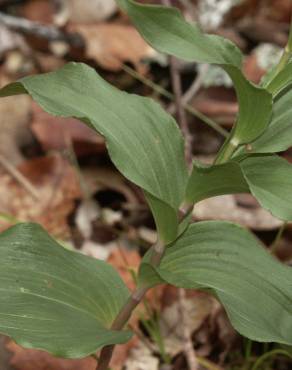 Fotografia 5 da espécie Epipactis duriensis no Jardim Botânico UTAD