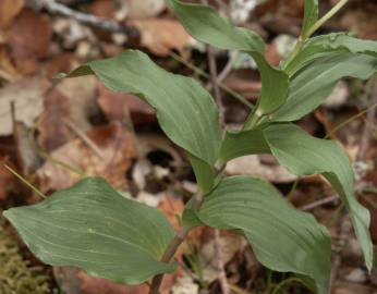 Fotografia da espécie Epipactis duriensis