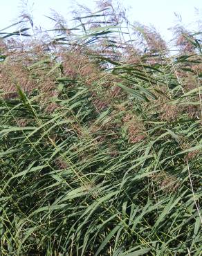 Fotografia 8 da espécie Phragmites australis no Jardim Botânico UTAD