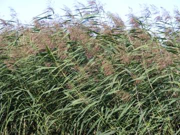 Fotografia da espécie Phragmites australis