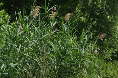 Fotografia da espécie Phragmites australis