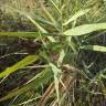 Fotografia 10 da espécie Phragmites australis do Jardim Botânico UTAD