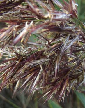 Fotografia 11 da espécie Phragmites australis no Jardim Botânico UTAD