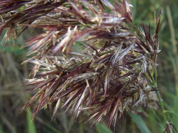 Fotografia da espécie Phragmites australis