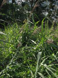 Fotografia da espécie Phragmites australis