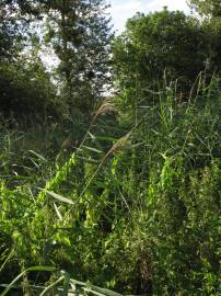 Fotografia da espécie Phragmites australis