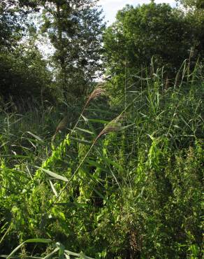 Fotografia 14 da espécie Phragmites australis no Jardim Botânico UTAD