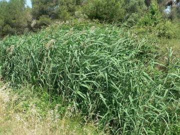 Fotografia da espécie Phragmites australis