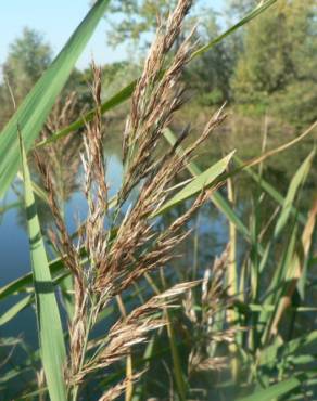 Fotografia 1 da espécie Phragmites australis no Jardim Botânico UTAD